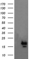 NKIRAS1 Antibody