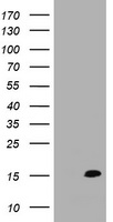 TSC22D3 Antibody