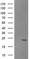 SRY Antibody