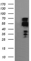 ZNF447 Antibody