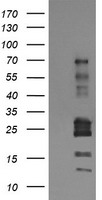TRIM22 Antibody