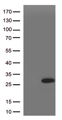 SRY Antibody