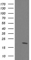 UBE2G2 Antibody
