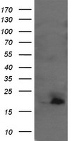 UBE2G2 Antibody