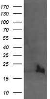 UBE2G2 Antibody