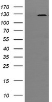 PIK3CG Antibody