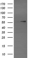 TRIM22 Antibody