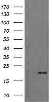 FATE1 Antibody