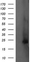 FATE1 Antibody