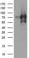 ZSCAN18 Antibody