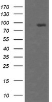 Host cell factor C2 Antibody