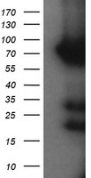 Host cell factor C2 Antibody