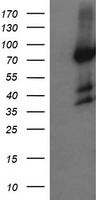HCFC2 Antibody