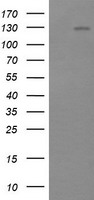 PIK3CG Antibody