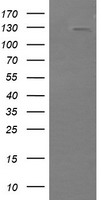 PIK3CG Antibody