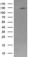 PIK3CG Antibody