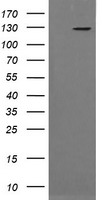 PIK3CG Antibody