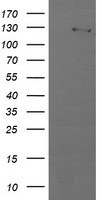 PIK3CG Antibody