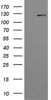 PIK3CG Antibody