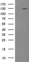 PIK3CG Antibody