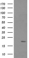 FATE1 Antibody