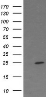FATE1 Antibody