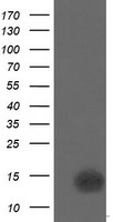 p15 INK4b Antibody