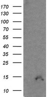 CDKN2B Antibody