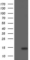 CDKN2B Antibody