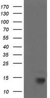 p15 INK4b Antibody