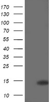 CDKN2B Antibody