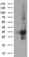 PSMF1 Antibody