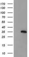 ZC2HC1A Antibody