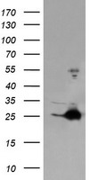FATE1 Antibody