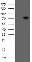 RIOK2 Antibody