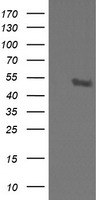 STK38L Antibody