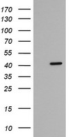 CGI 62 Antibody