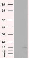 CDKN2B Antibody