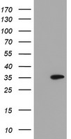 SLAP2 Antibody
