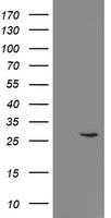 CLEC4E Antibody
