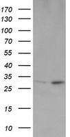 OTUB1 Antibody