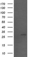 SLAP2 Antibody