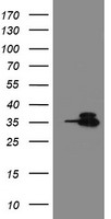 OTUB1 Antibody