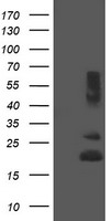 REEP5 Antibody