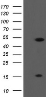 ALX4 Antibody