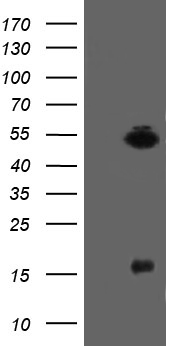 ALX4 Antibody