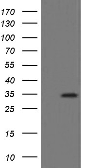 SLAP2 Antibody