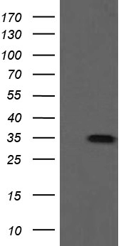 SLAP2 Antibody