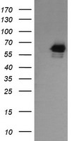 RIOK2 Antibody