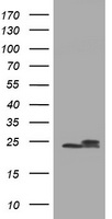 NDUFB10 Antibody
